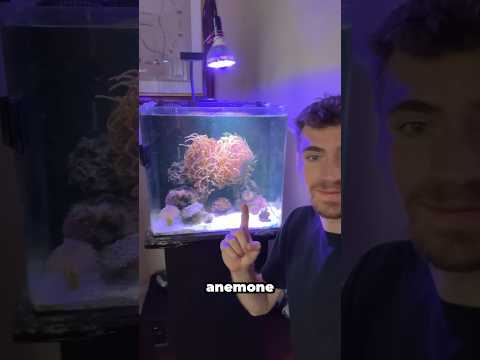 Exciting News! My Anemone Just Had Babies 🐚