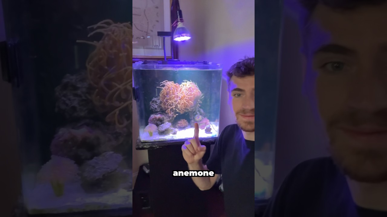 Exciting News! My Anemone Just Had Babies 🐚