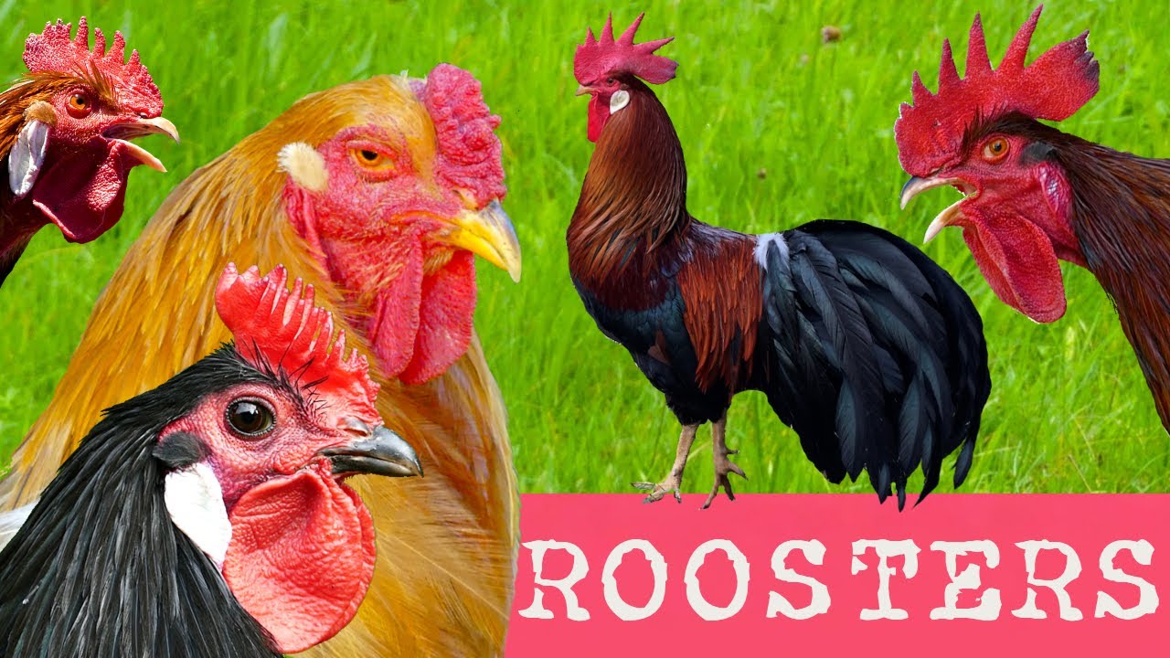 65 Chicken Breeds & Rooster Crowing Examples 🐔