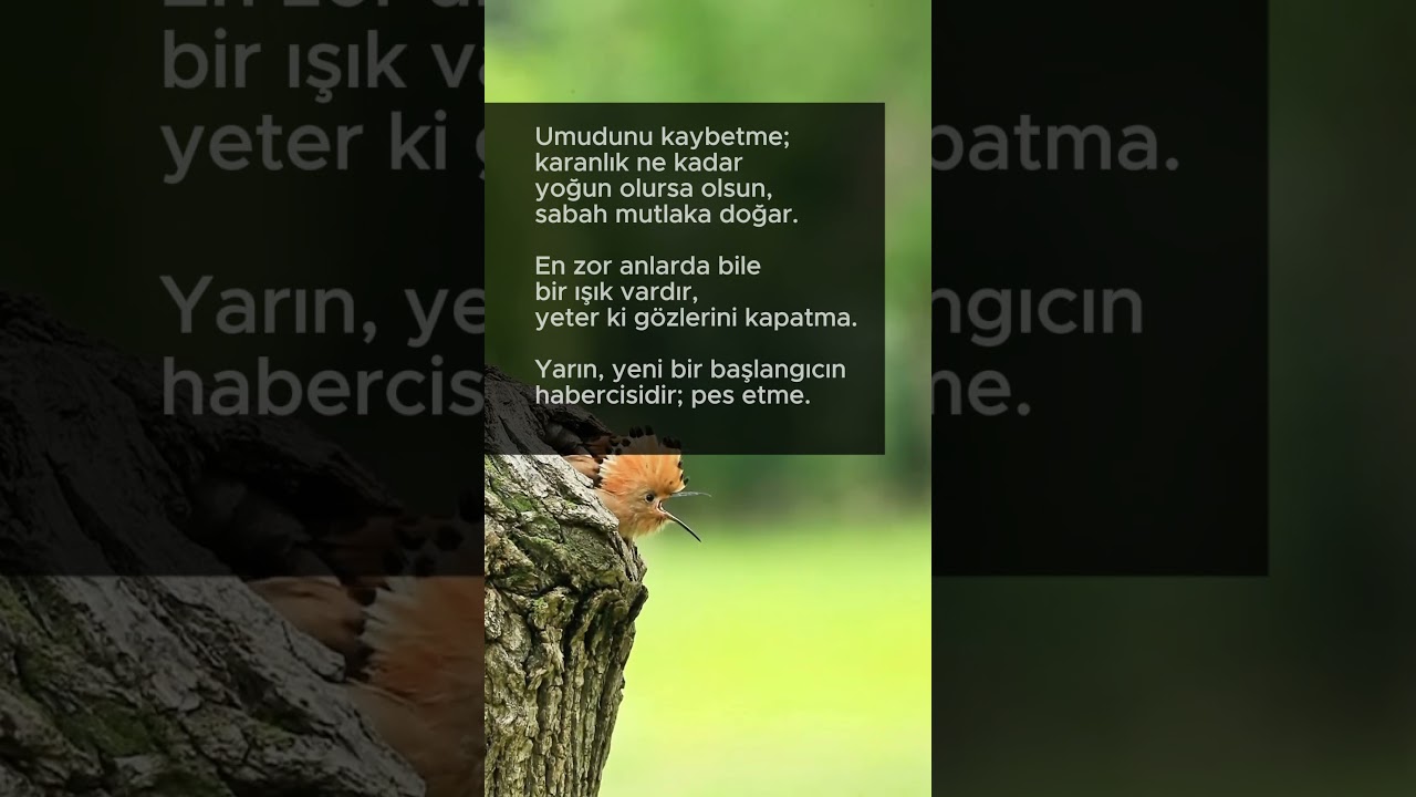 Karanlıkta Bir Işık 🌟