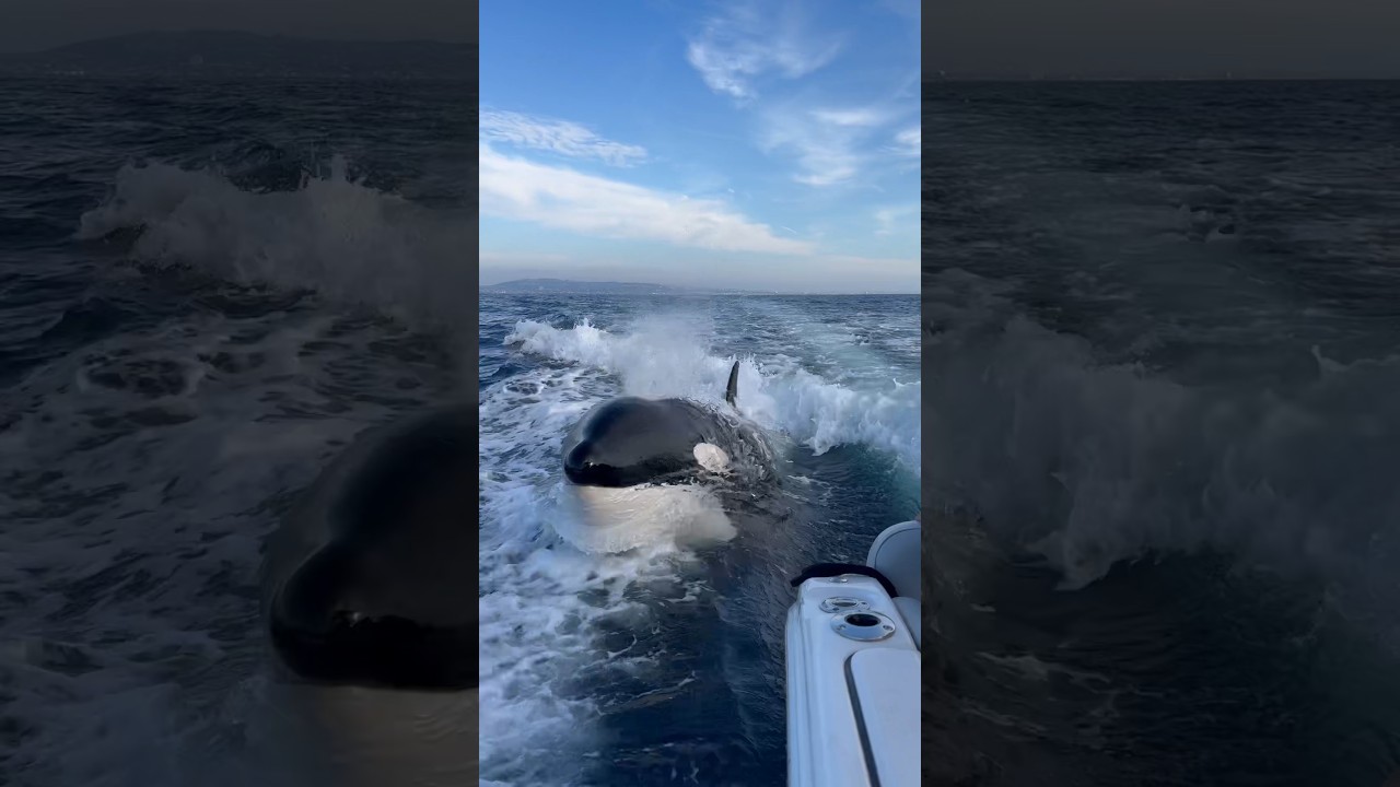 Watch Your Back! Killer Whale Surprises 🐋