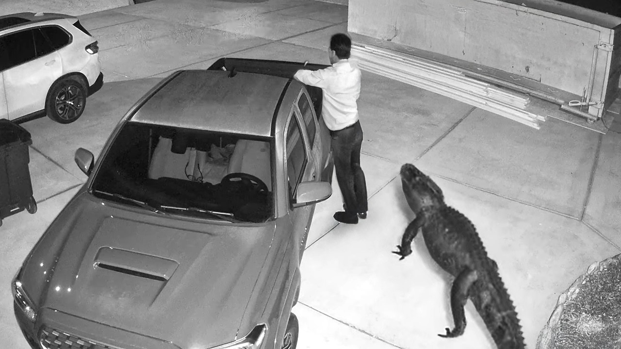 Wild Animals Invading Cities πΎ