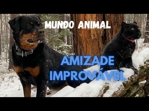 MUNDO ANIMAL-AMIZADE IMPROVÁVEL...
