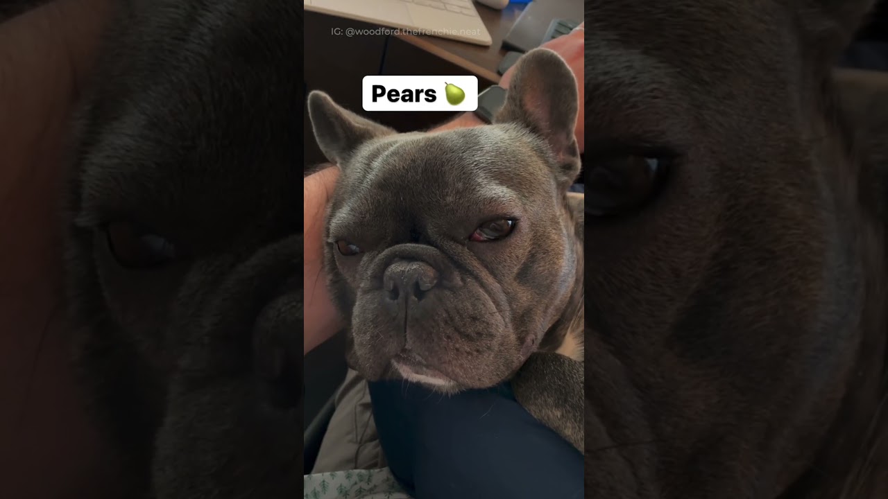 French Bulldog Reacts to Favorite Food 🍽️