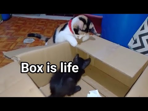 Funniest Cat Videos | Box is Life 🐾