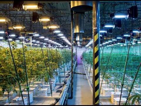 NJ Considers Marijuana Door-to-Door Delivery 🚪🌿