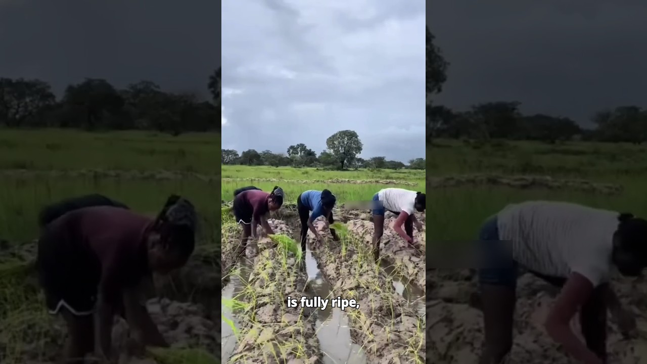 Traditional Rice Farming in Africa 🌾