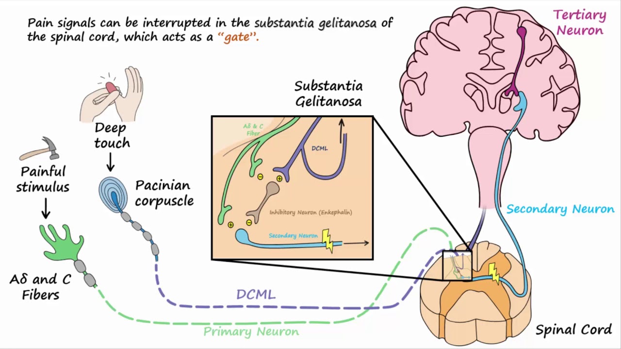 Gate Control Theory of Pain 🧠