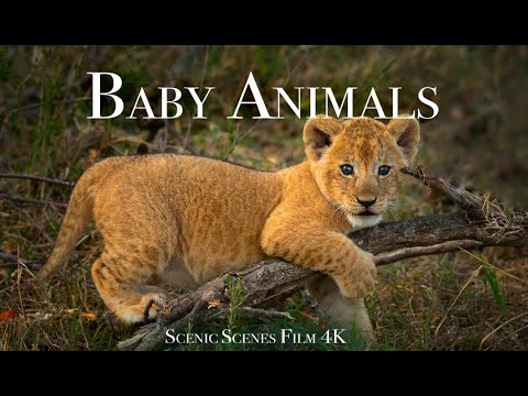 Baby Animals 4K: Cute Young Creatures 🌟