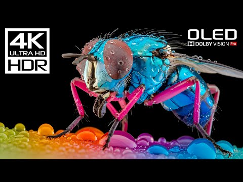 OLED TEST DEMO | 4K HDR 60fps | Dolby Vision (8K / 4K TV)