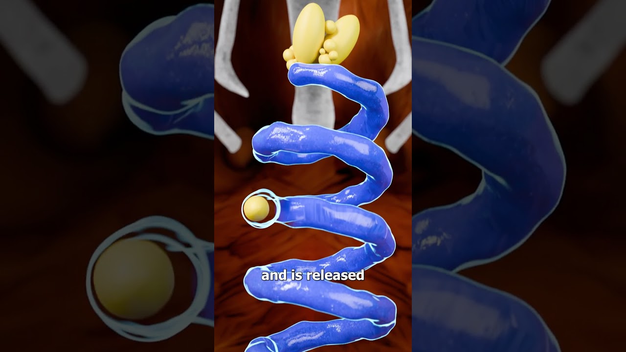 How Eggs Are Made 🥚