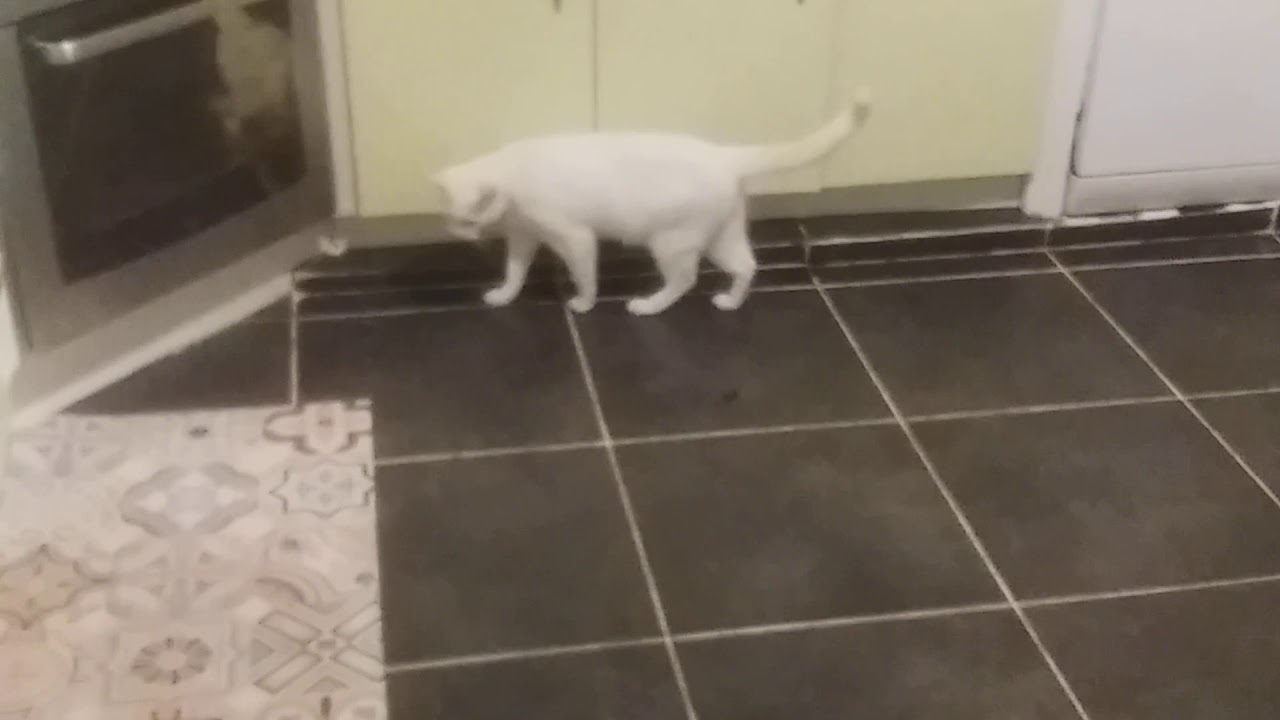 Chat vs Cafard : Résultat de la Bataille 🐱🪳