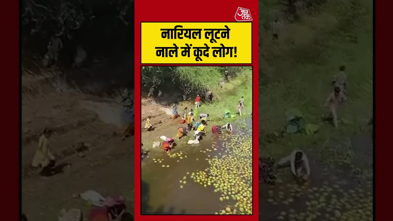 नाले में कूदे लोग नारियल लूटते हुए 🌊