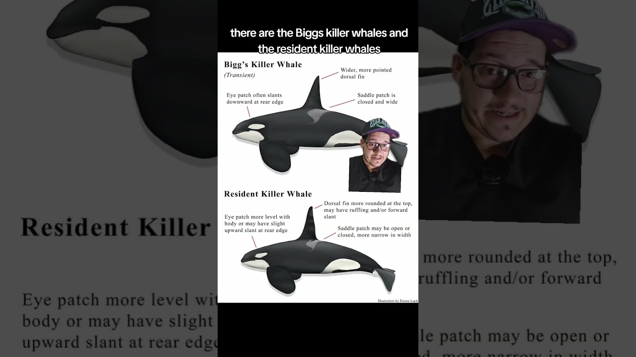 New Orca Species Discovered! 🐋