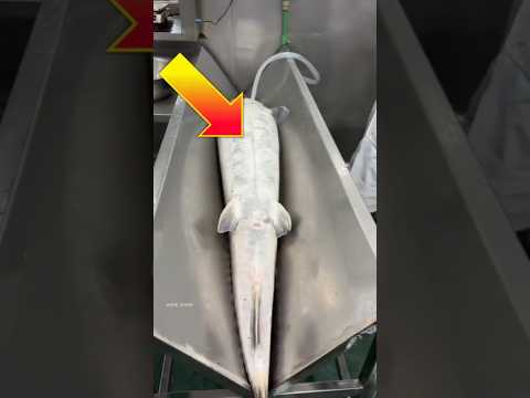 Cutting The Most Expensive Fish 🤯😱 #shorts #viral #trending ##education #viralvideos #popular