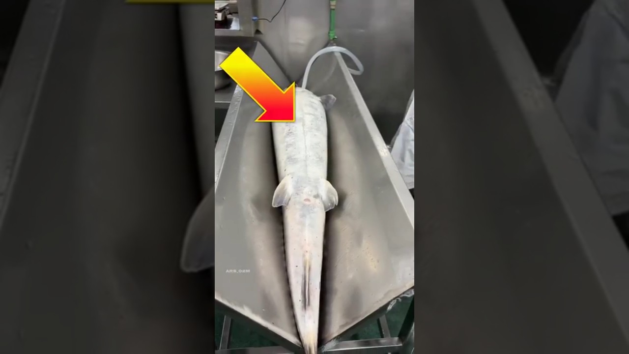 Watch the Most Expensive Fish Get Cut! 🤯 | Shocking Viral Video