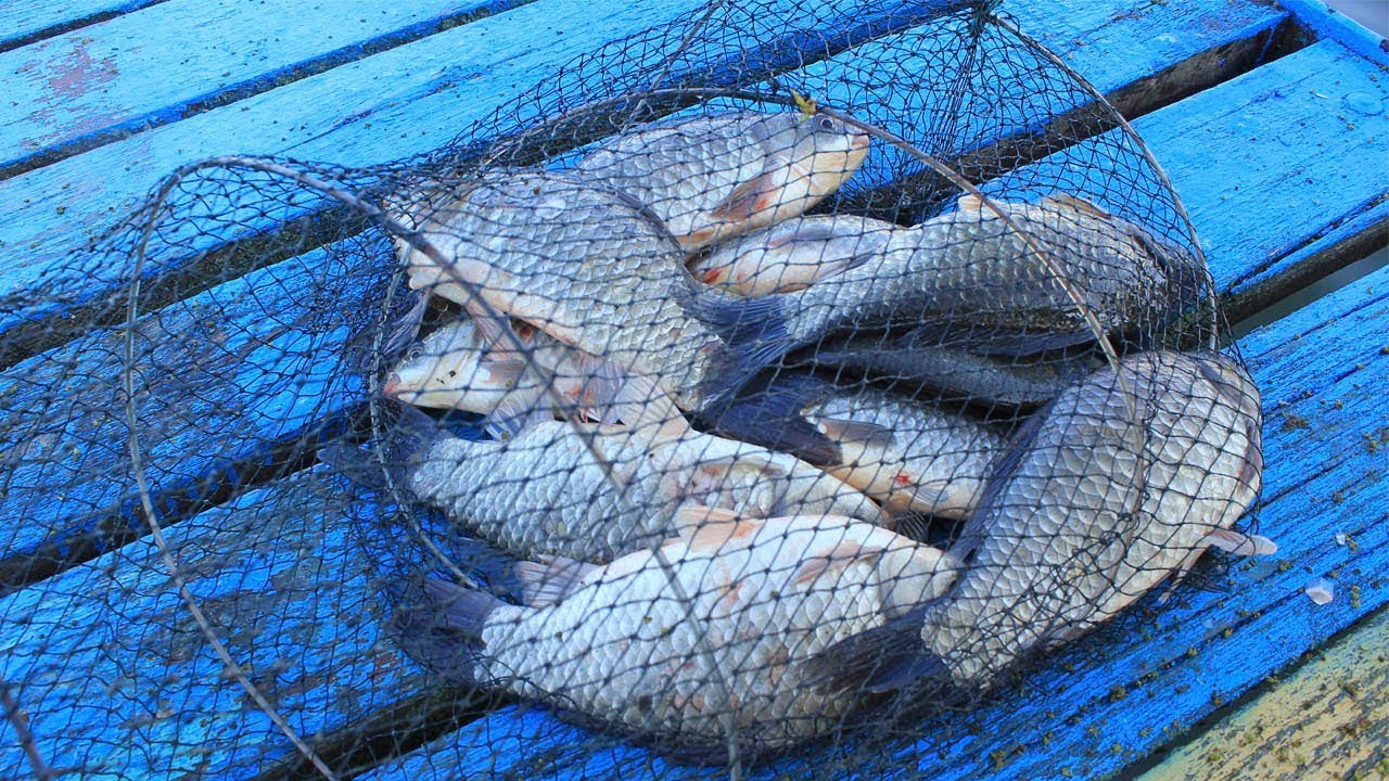 Килограммовые караси в Краснодарском крае 🎣