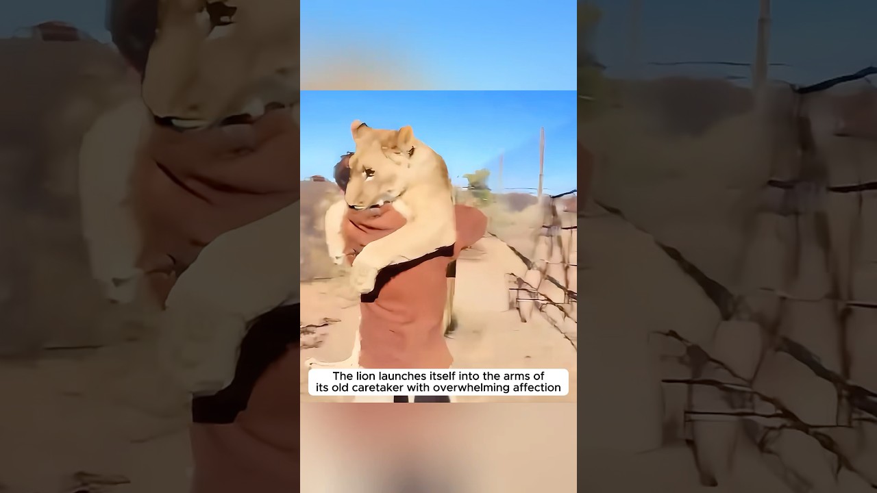 Heartwarming Animal Reunions 🐾