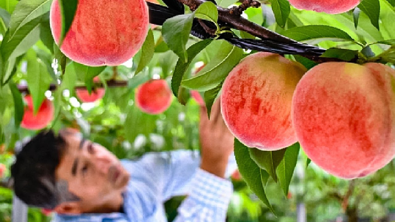 Japan's $7,000 Luxury Peaches 🍑