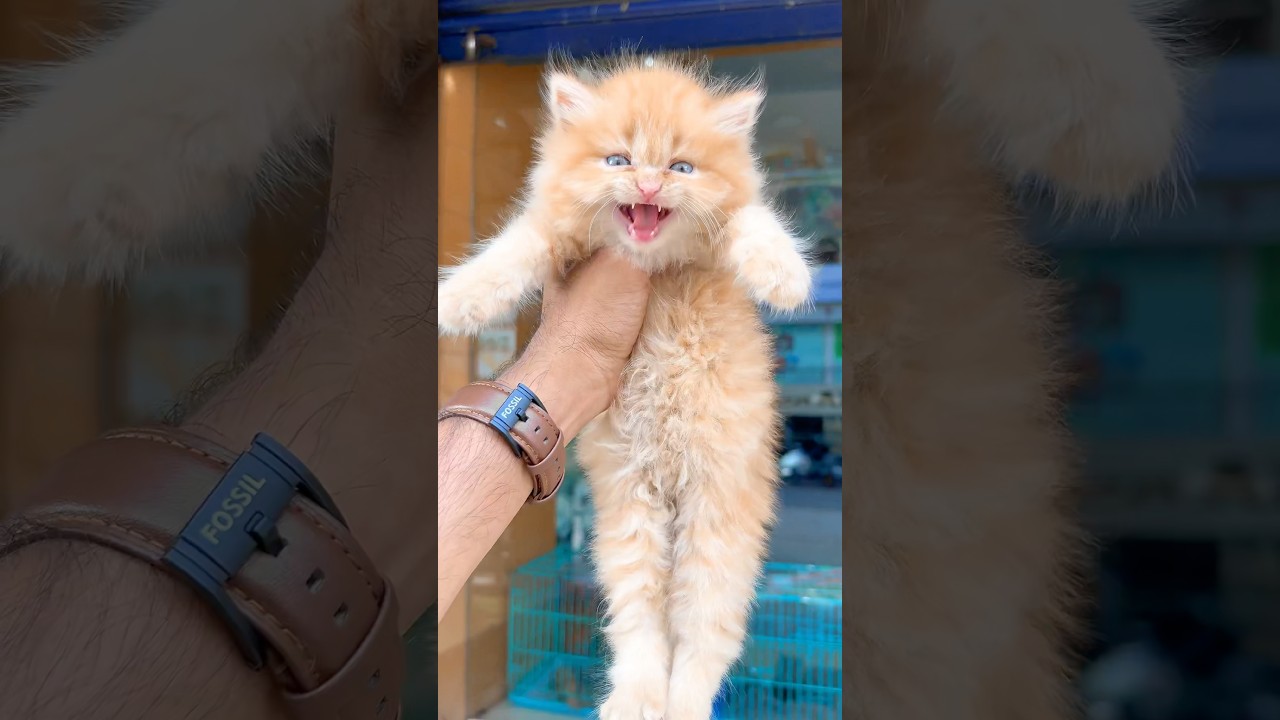 Kitten Meowing to Attract Cats 😻