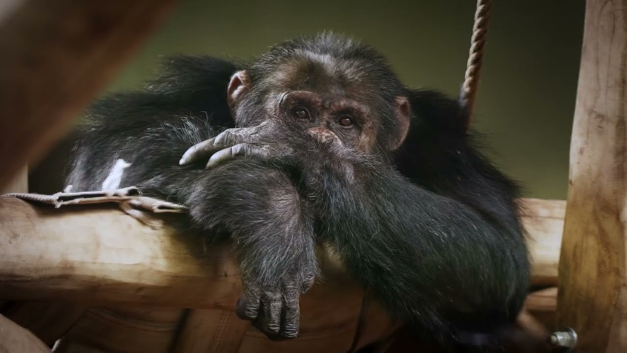 UNANIMAL: Exploring Human-Animal Perspectives 🐾