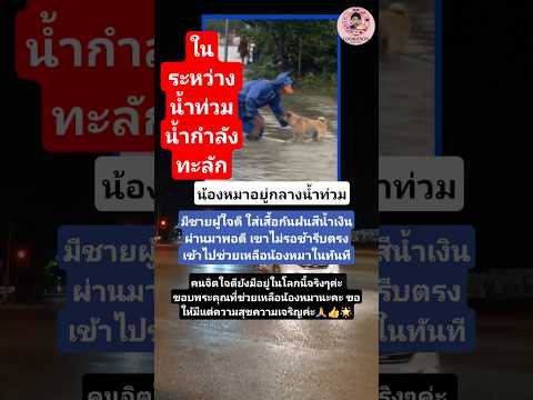 ช่วยเหลือน้องหมาท่ามกลางน้ำท่วม #dog #dogs #หมา #สุนัข #สุนัขน่ารัก #news #กระแส #ข่าวเด็ด #สัตว์โลก
