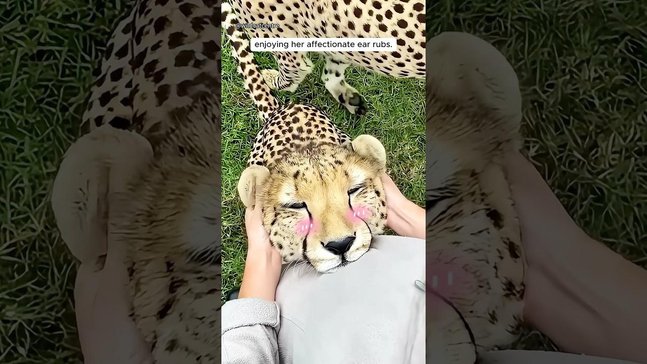 Cheetah's Heartwarming Hug with Zookeeper 🐆