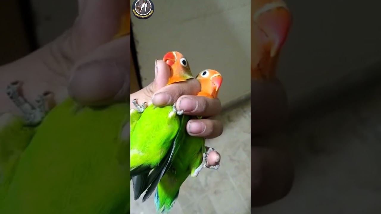 Love Birds Fisher Male Female Confirm Pair #shorts