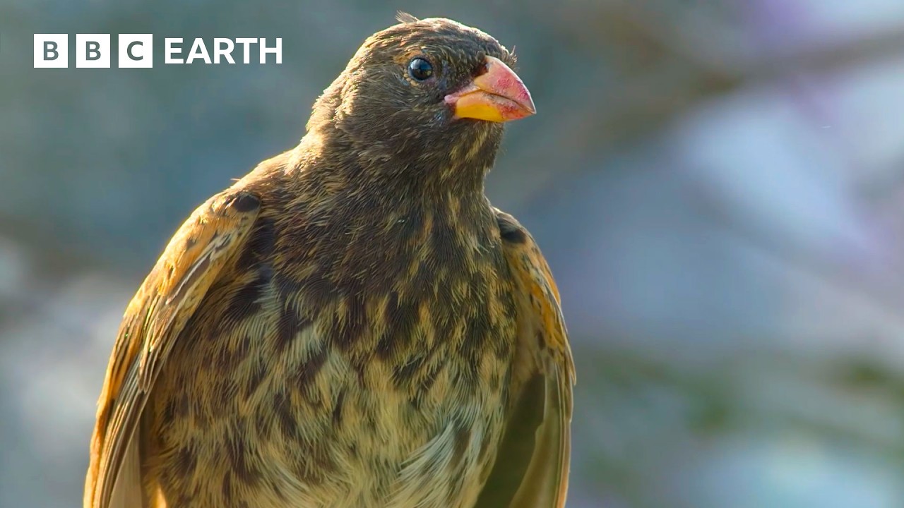 Wildlife Wonders with David Attenborough 🌍