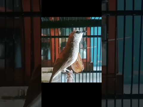 trucuk ngekek emosi#trucukanngekek#trucukantarung #trucukangaruda #shorts