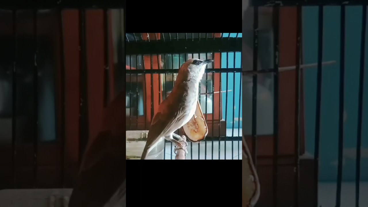 Trucuk Ngekek Emosi 😅 | Seru dan Menggelitik!