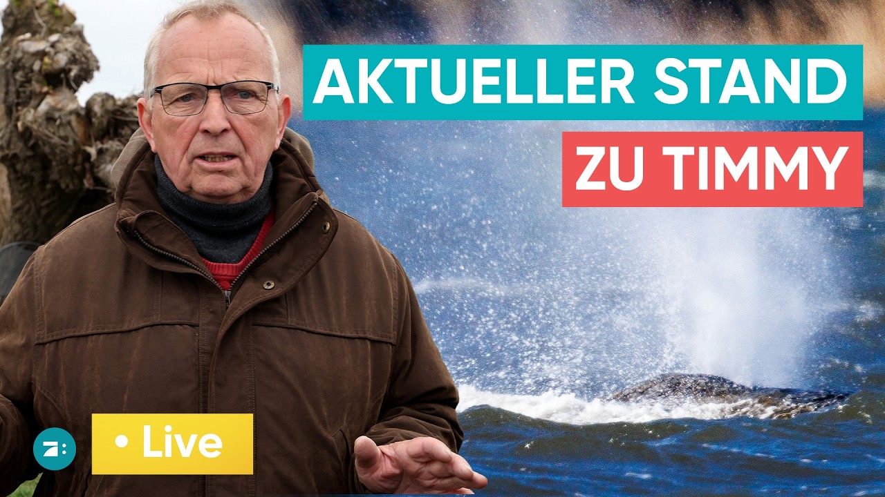 LIVE: Pressekonferenz zu Wal Timmy - Wie gehts ihm wirklich?