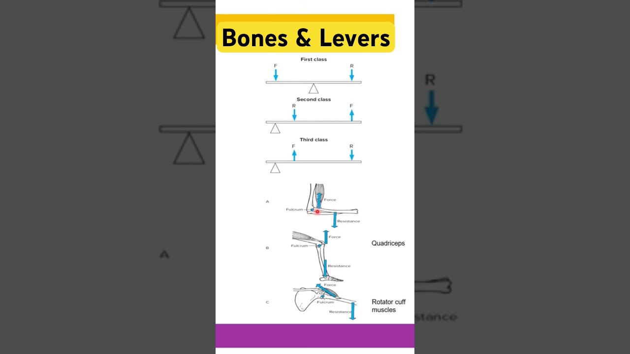 Bones, Muscles & 3rd Class Levers in Movement 🦴