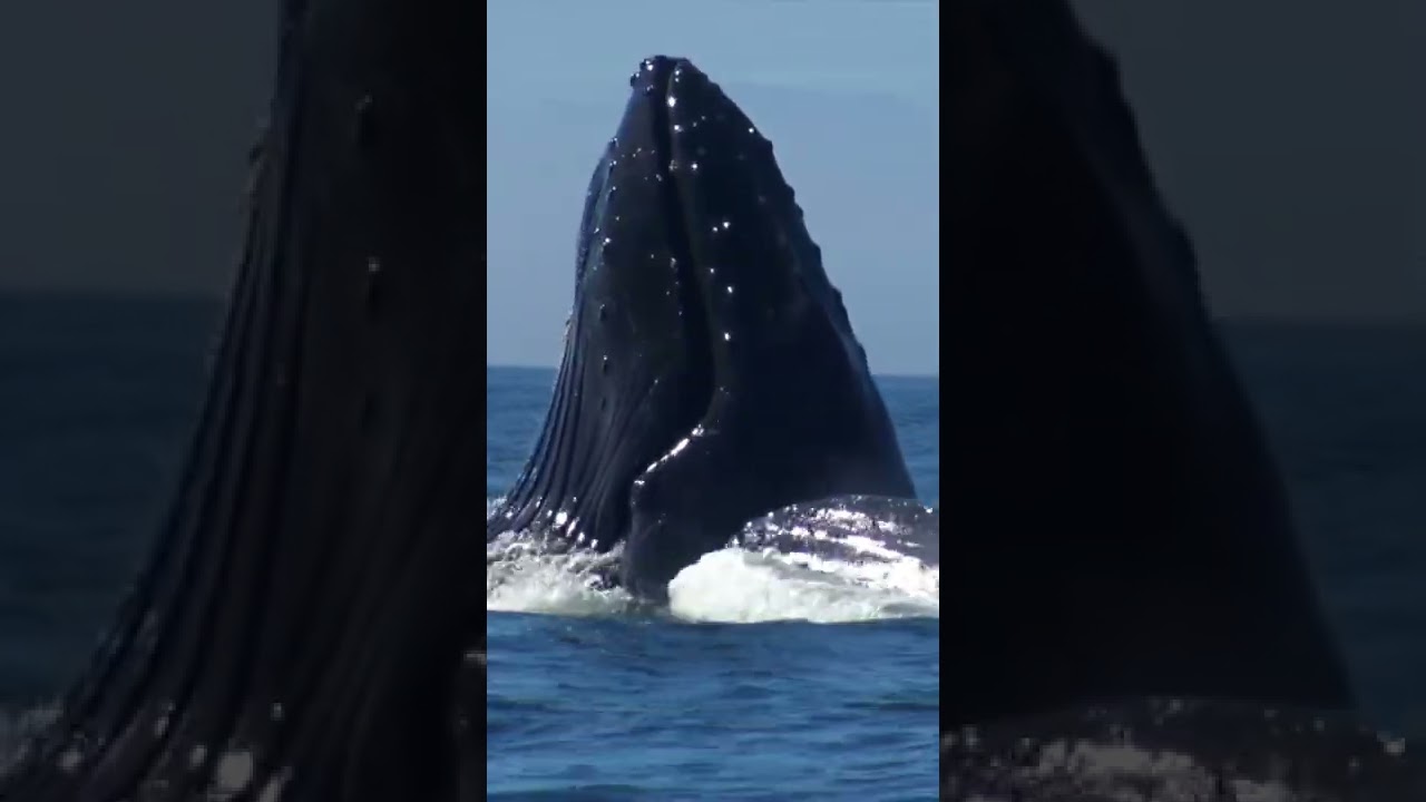 Hungry Whale Spotted Off Monterey Bay ๐