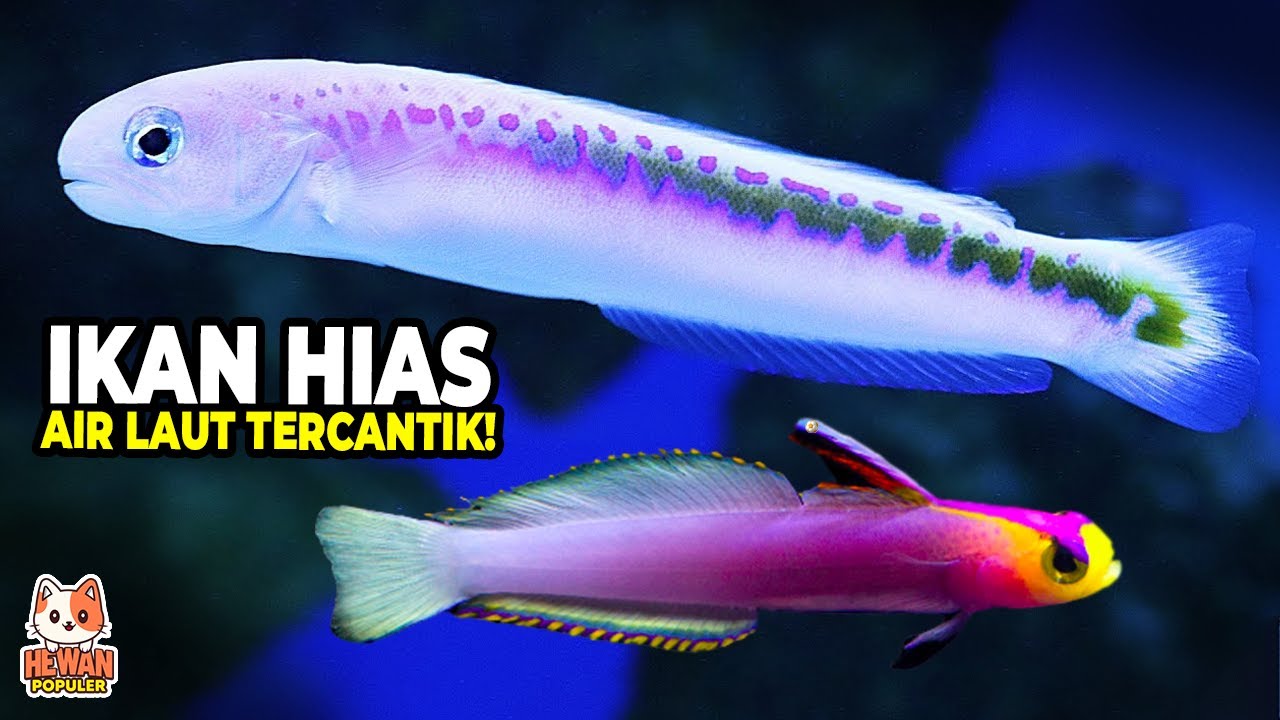 10 Ikan Hias Air Laut Paling Indah dan Keren 🌊