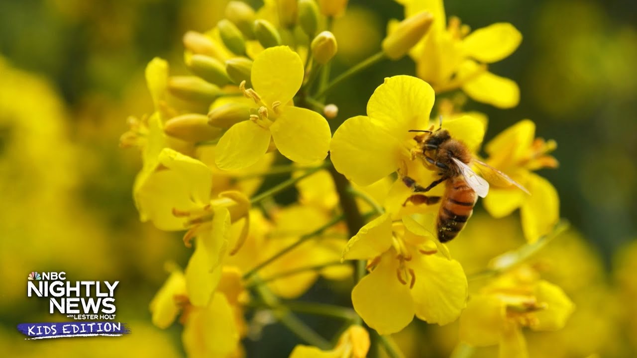 Why bees are the buzz for a thriving ecosystem | Nightly News: Kids Edition