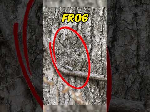 Animals That Have The Best Camouflage Part 2...🔍 #shorts #animals #camouflage