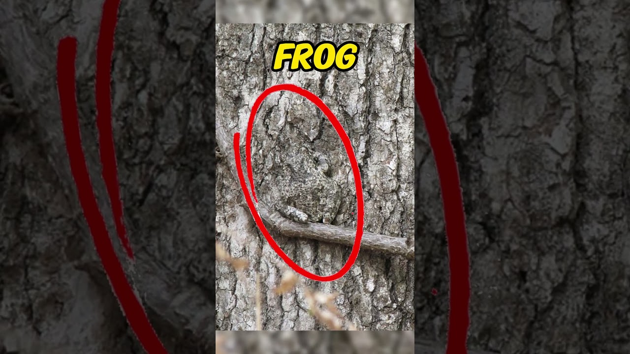 Incredible Camouflage Animals You Must See! π¦ Part 2