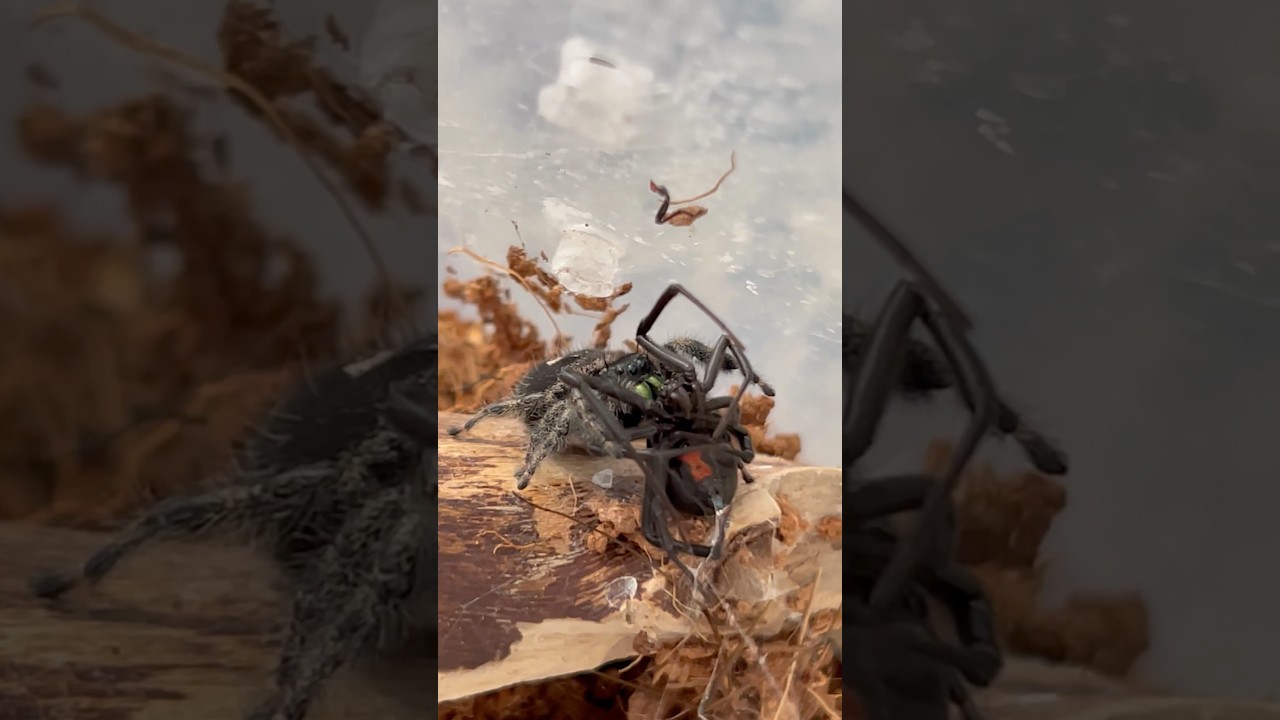 Jumping Spider vs Black Widow: Who Reigns Supreme? 🕷️