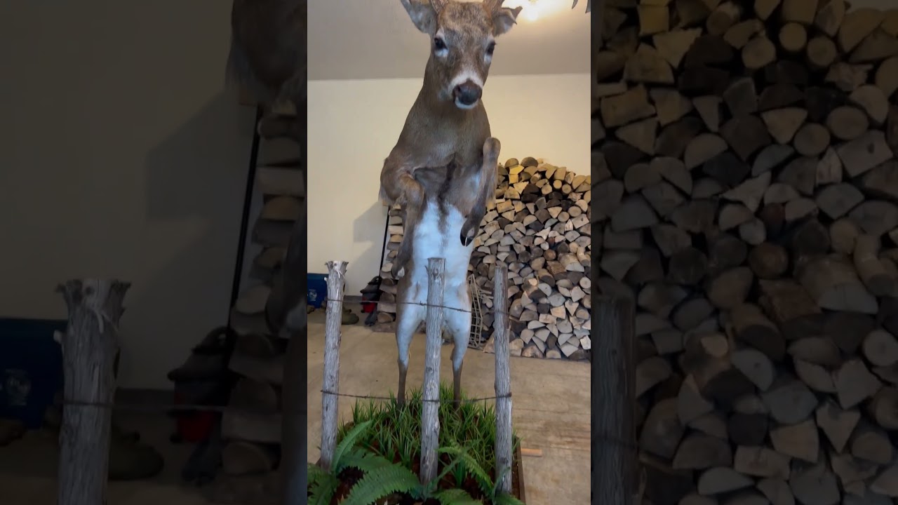 Impressive Buck Taxidermy 🦌