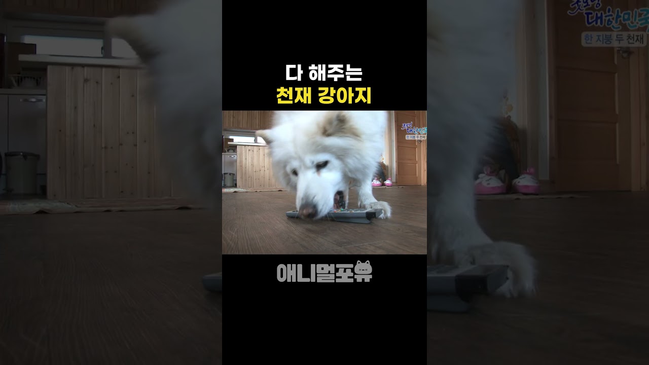 천재 강아지의 놀라운 재능 🐶
