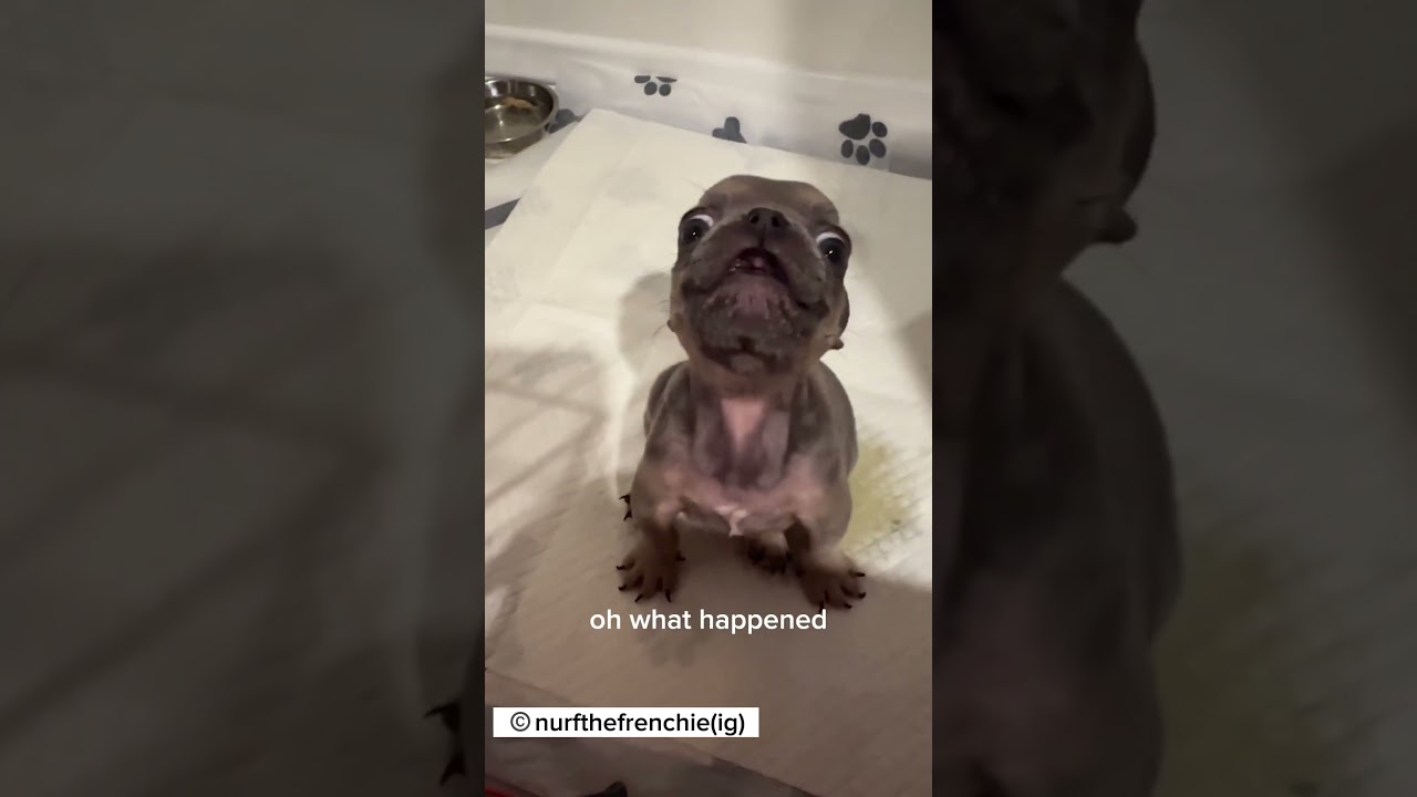 Adorable French Bulldog Puppy 🐶 with Lots to Say