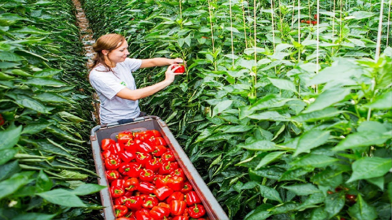 Greenhouse Bell Pepper Farming with Modern Tech 🌱
