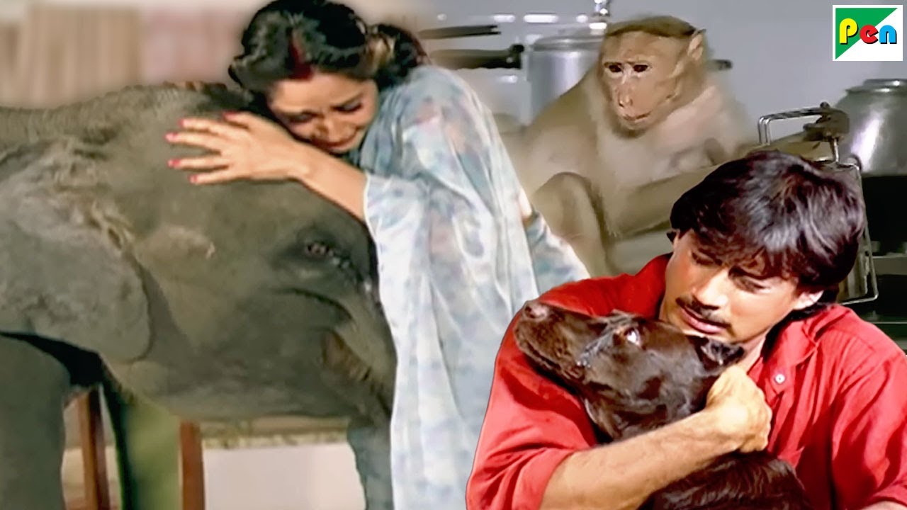 बंदर, हाथी और कुत्ते की धमाकेदार मूवी सीन्स 🎬