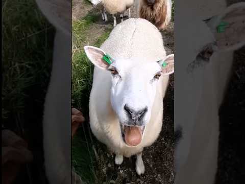 #sheep #cow #goat 19
