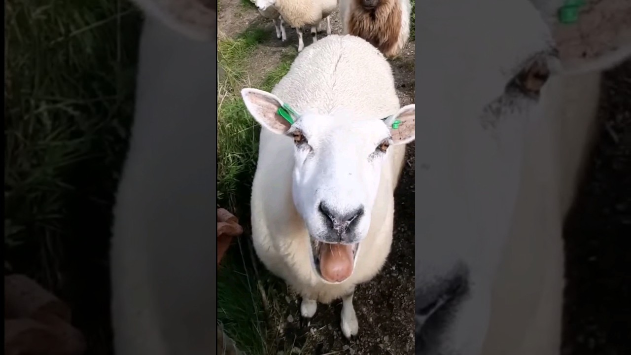 Sheep, Cow & Goat Collection 🐑🐄🐐