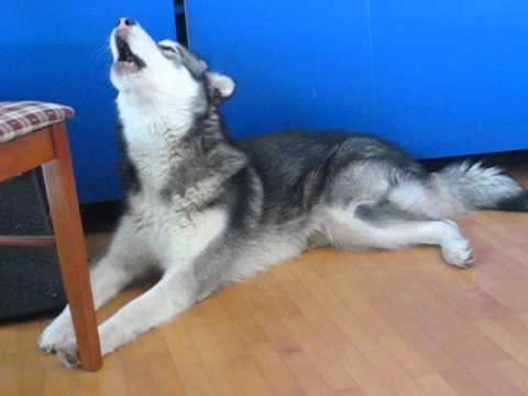 Zen of Screaming: Malamute Edition 🐺
