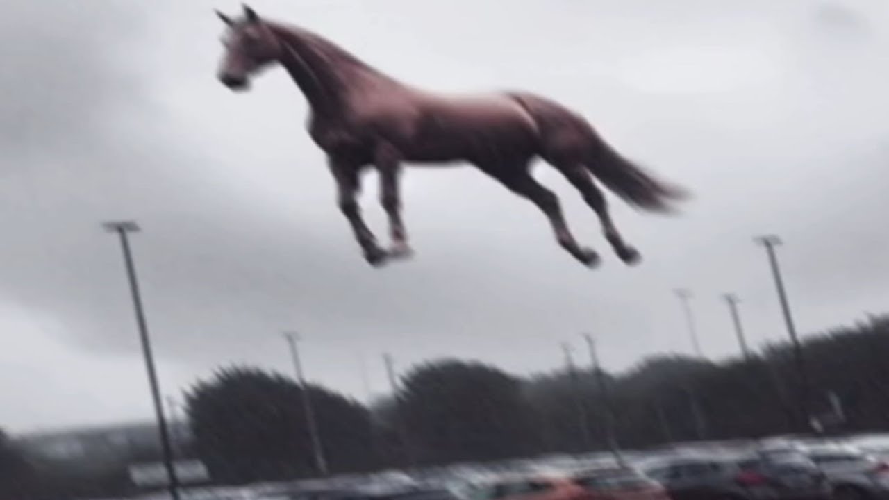 Top 5 Stupid Animal