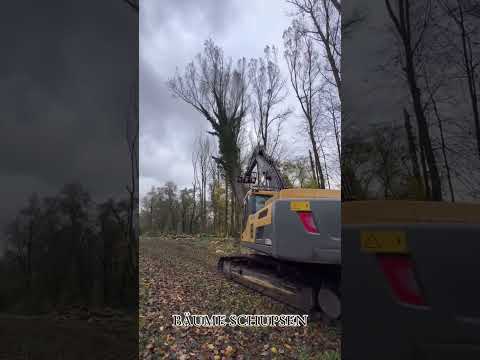 daily dose of forestry 🌲🔥 #forstwirtschaft #forest #chainsaw #forsttechnik  #wald