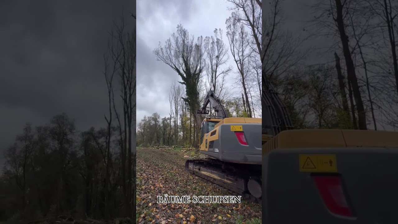 Your Daily Forestry Tips & Insights 🌲🔥